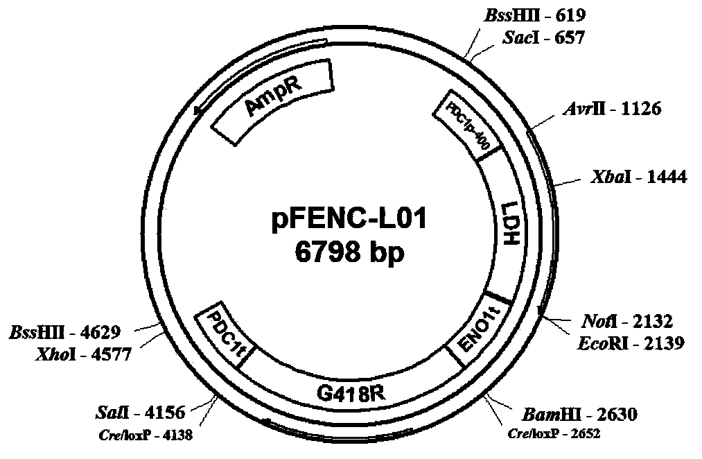 Yeast strain for lactic acid production by using pentose and hexose