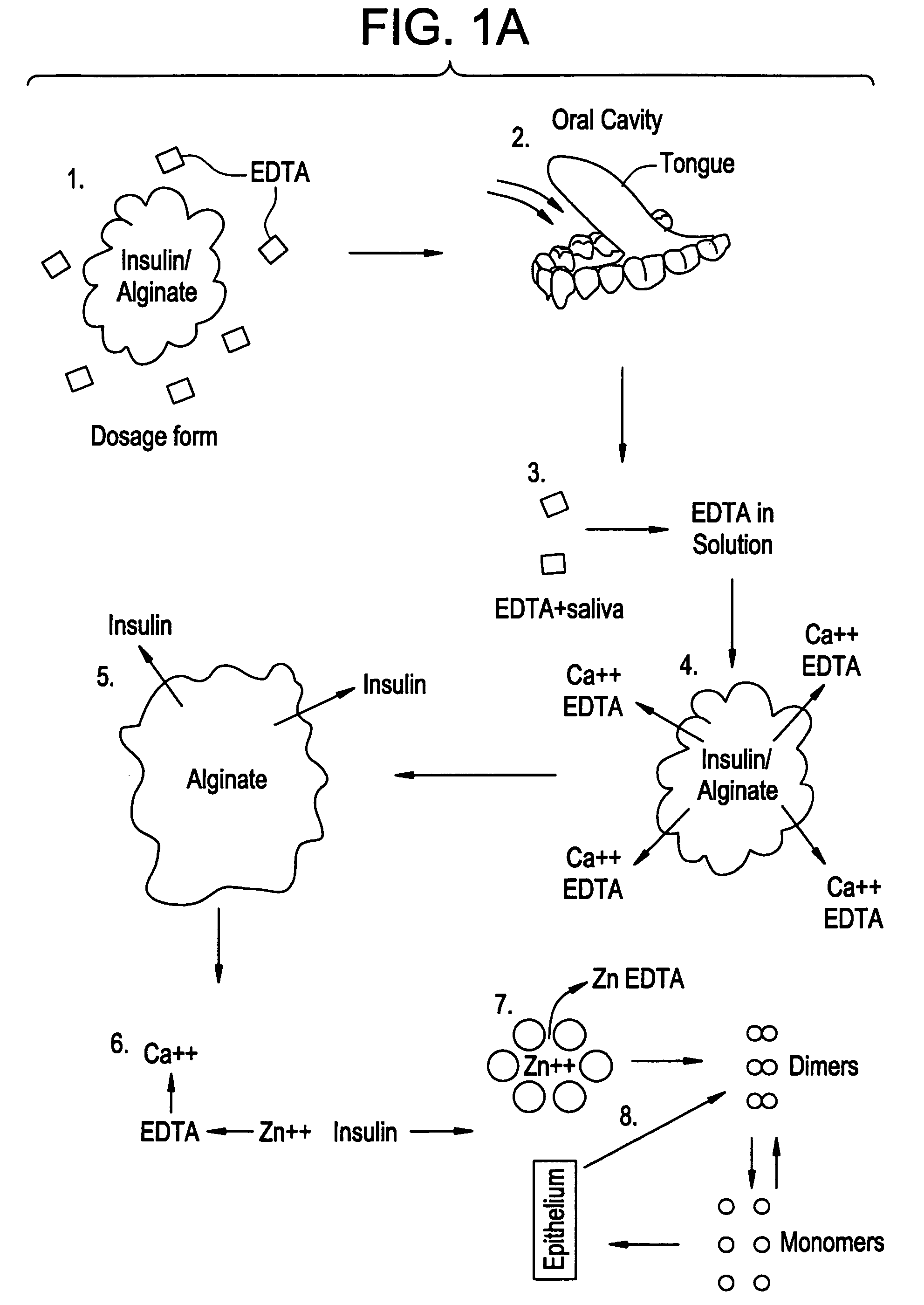 Rapid acting drug delivery compositions