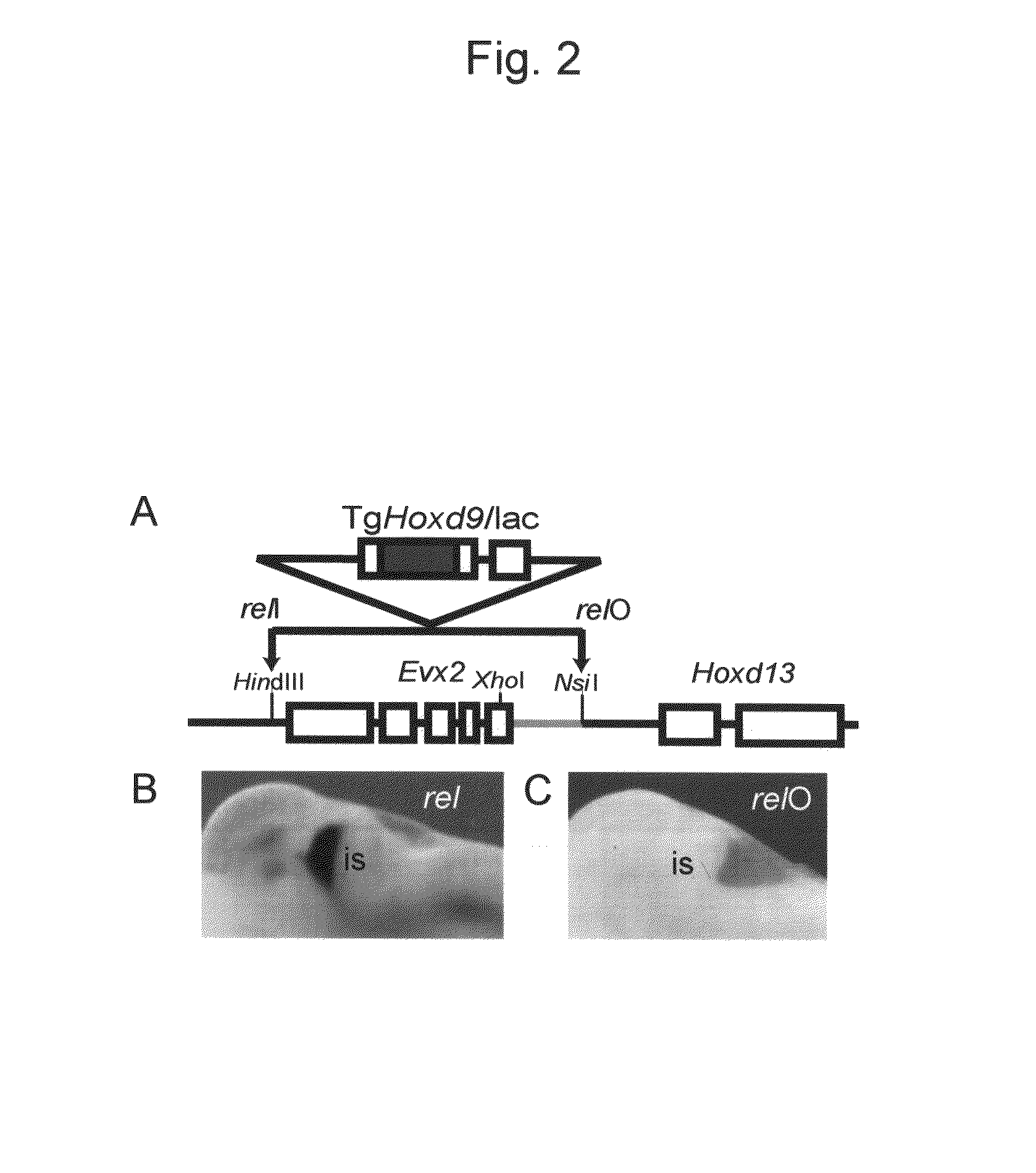 Method for enabling stable expression of transgene