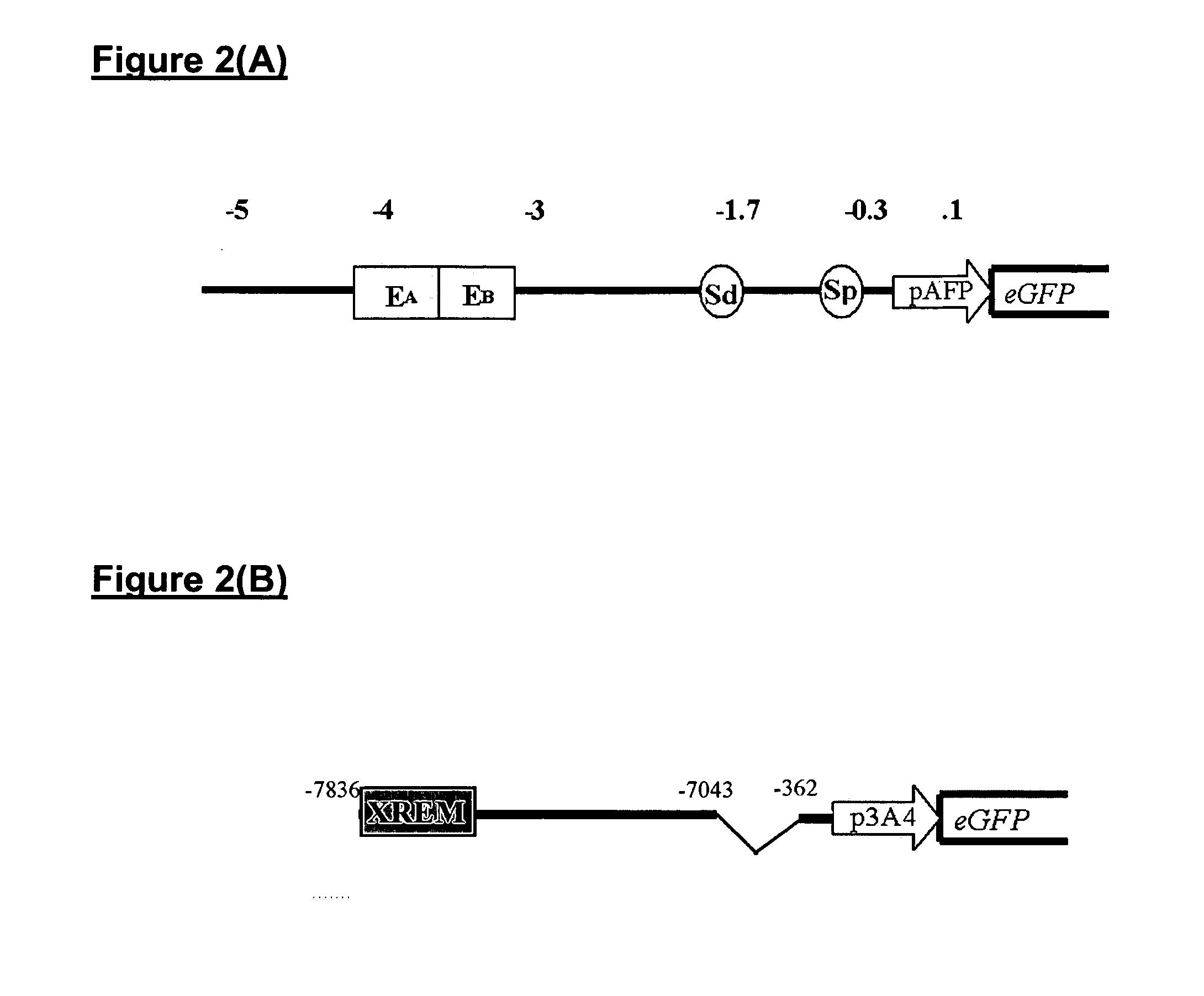 Promoter-reporter cells for determining drug metabolism, drug interactions, and the effects of allotype variation