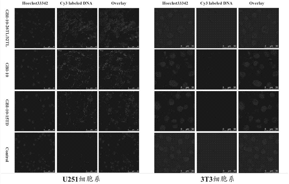 Tenascin c nucleic acid aptamer gbi-10 modified by isonucleoside or isonucleoside combined with 2'-deoxyinosine and its preparation method and application