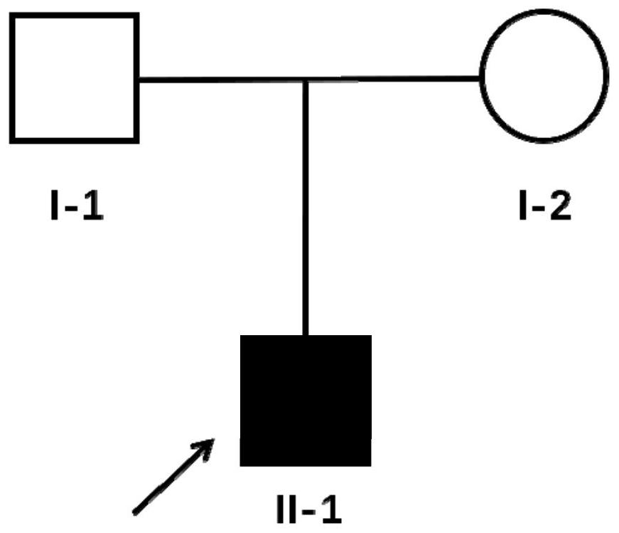 KCNQ1 gene mutant and use thereof