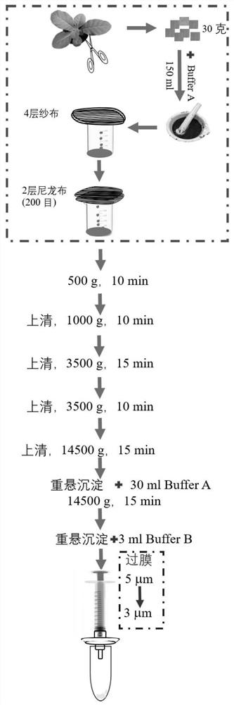 Method for effectively extracting plant mitochondria