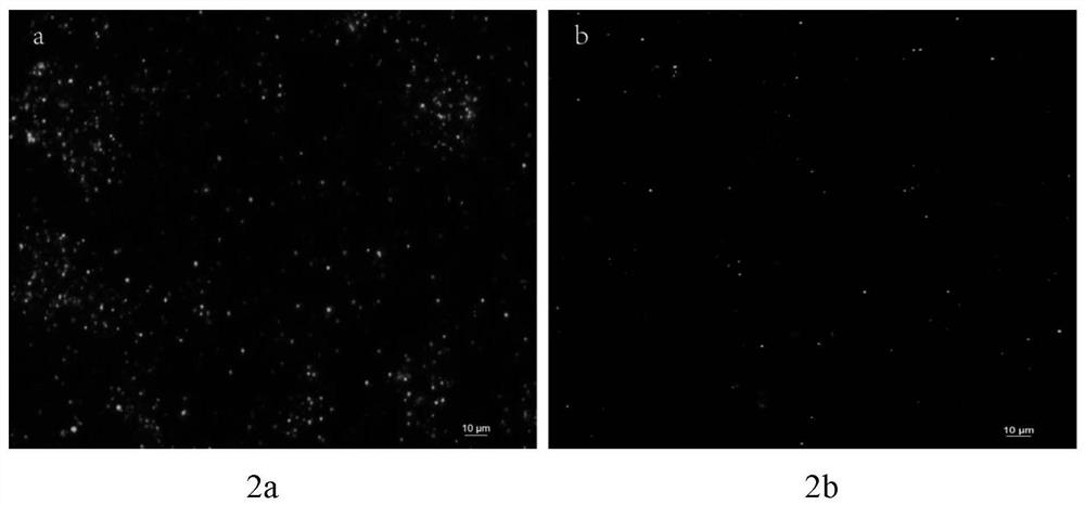 Method for effectively extracting plant mitochondria