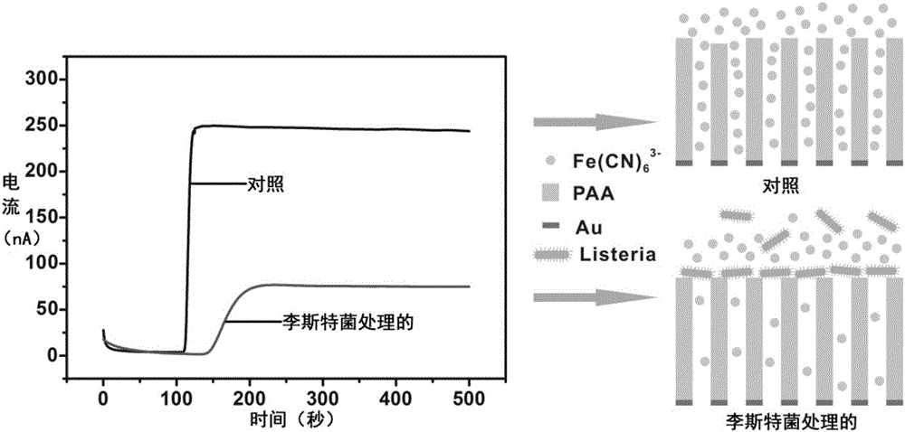 Novel high-sensitivity LM (listeria monocytogene) detection method based on aptamer modified porous alumina membrane