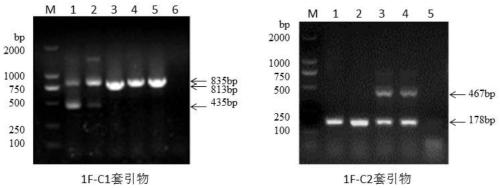 PCR primer and method for identifying swine pseudorabies virus variants