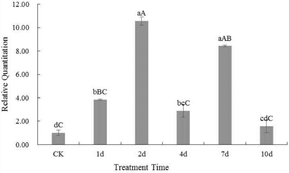 Mulberry powdery mildew related gene and application thereof