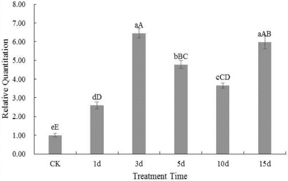 Mulberry powdery mildew related gene and application thereof