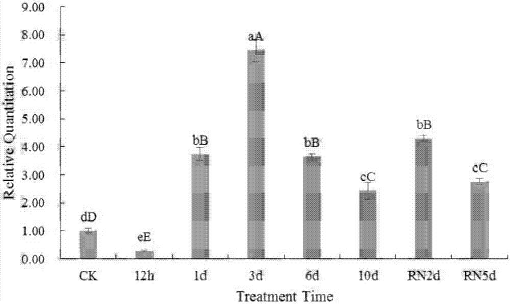 Mulberry powdery mildew related gene and application thereof