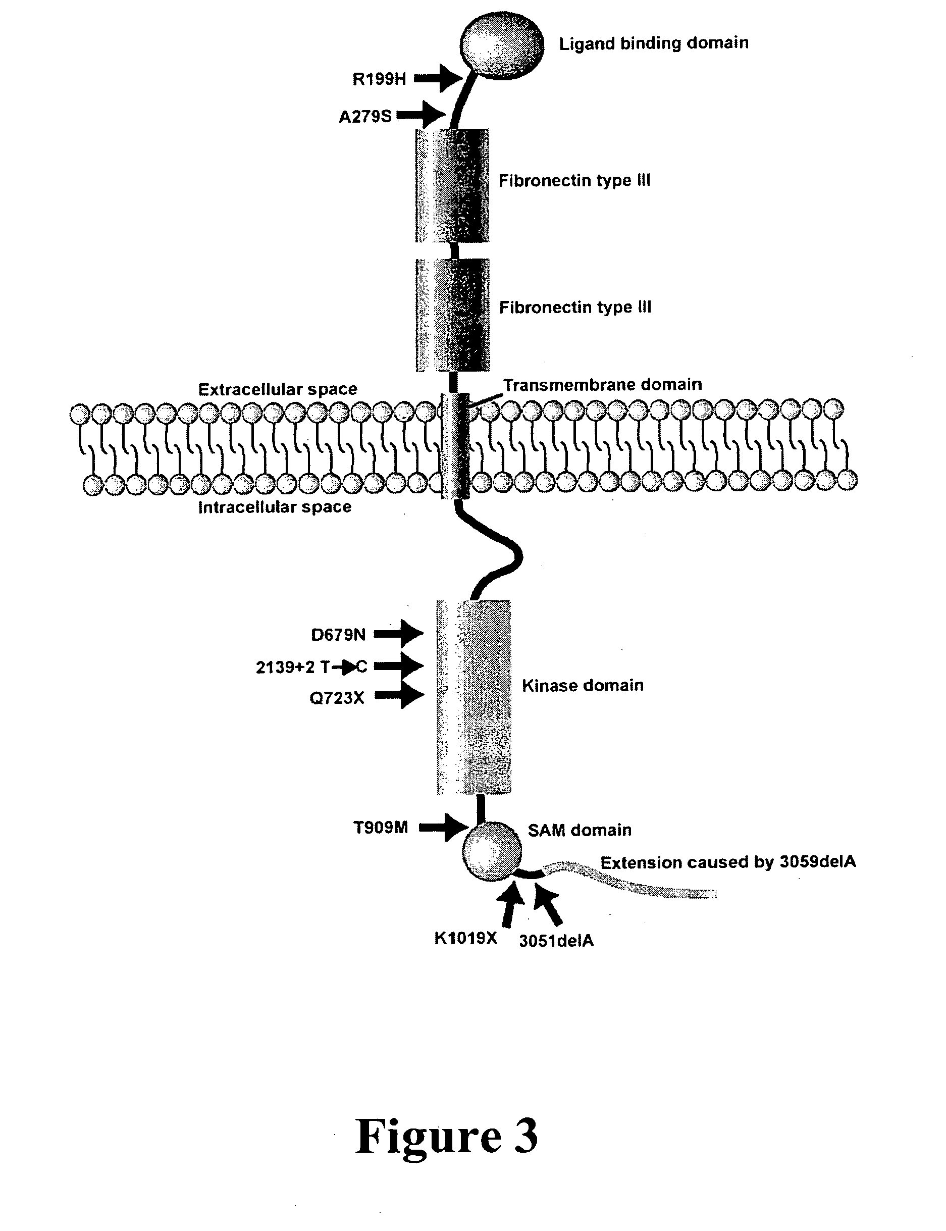 Compositions and methods for prognosis, diagnosis, prevention and treatment of cancers