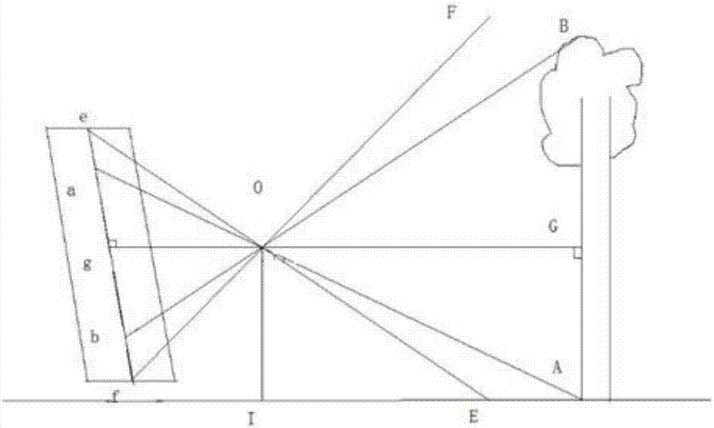 Tree measurement method based on intelligent terminal lens