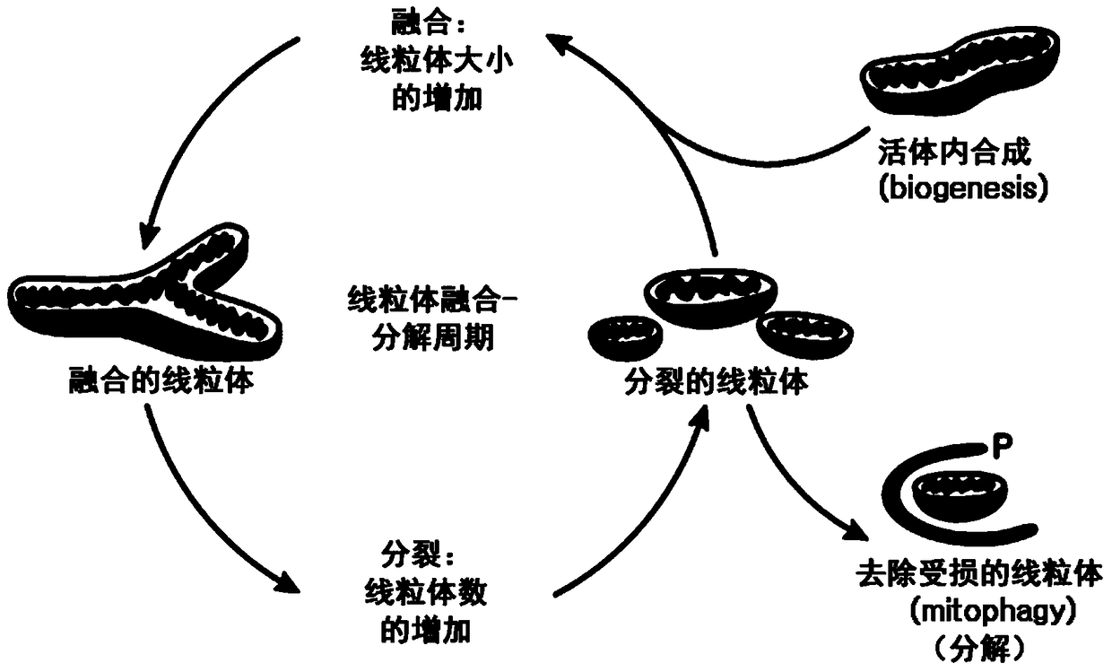 Screening method of whitening substance using mitochondrial dynamics and kit using same