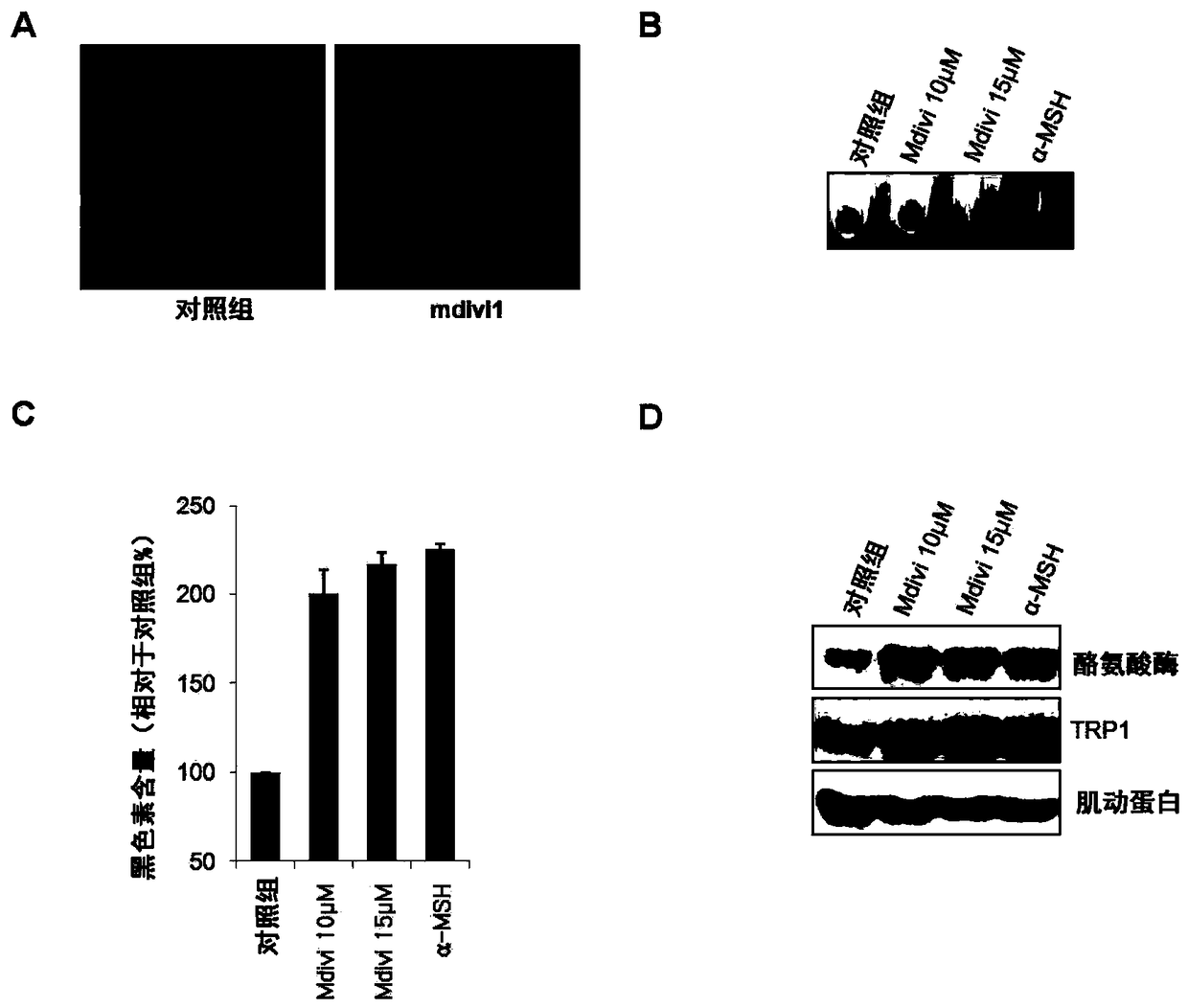 Screening method of whitening substance using mitochondrial dynamics and kit using same