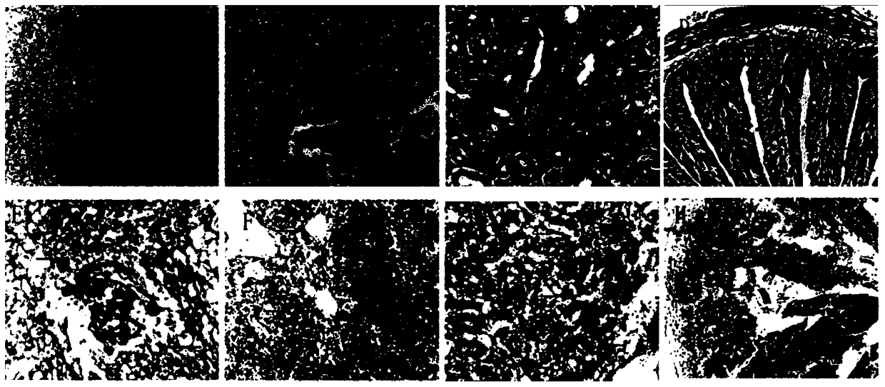 A kind of dual inactivated vaccine of Aeromonas hydrophila and Aeromonas victoria and its preparation method