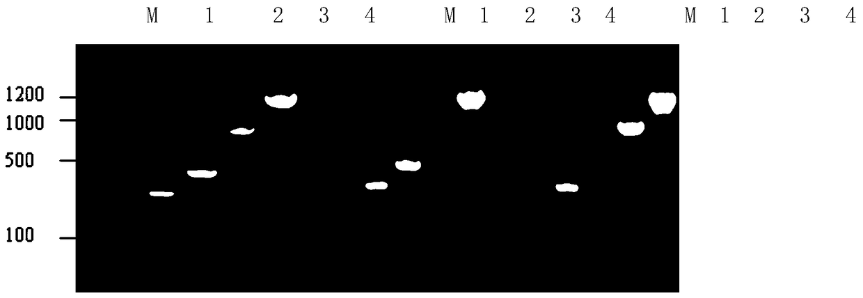 A kind of dual inactivated vaccine of Aeromonas hydrophila and Aeromonas victoria and its preparation method