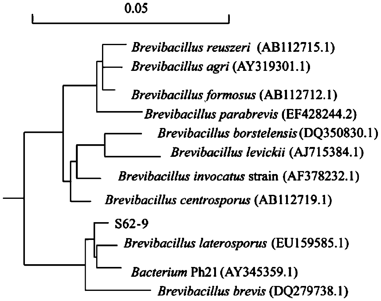 Brevibacillus laterosporus strain S62-9 and application thereof