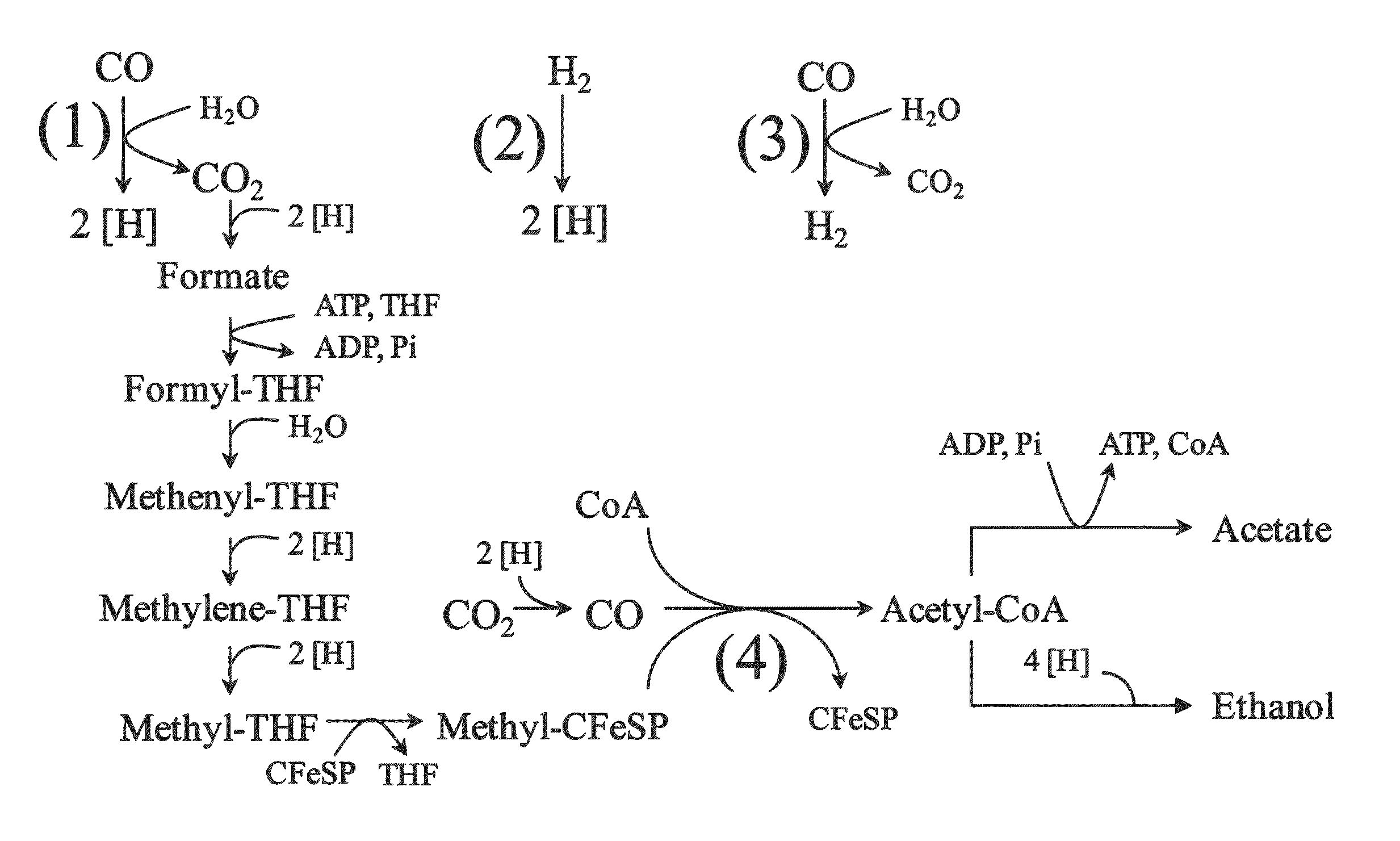 Microorganisms and methods for conversion of syngas and other carbon sources to useful products