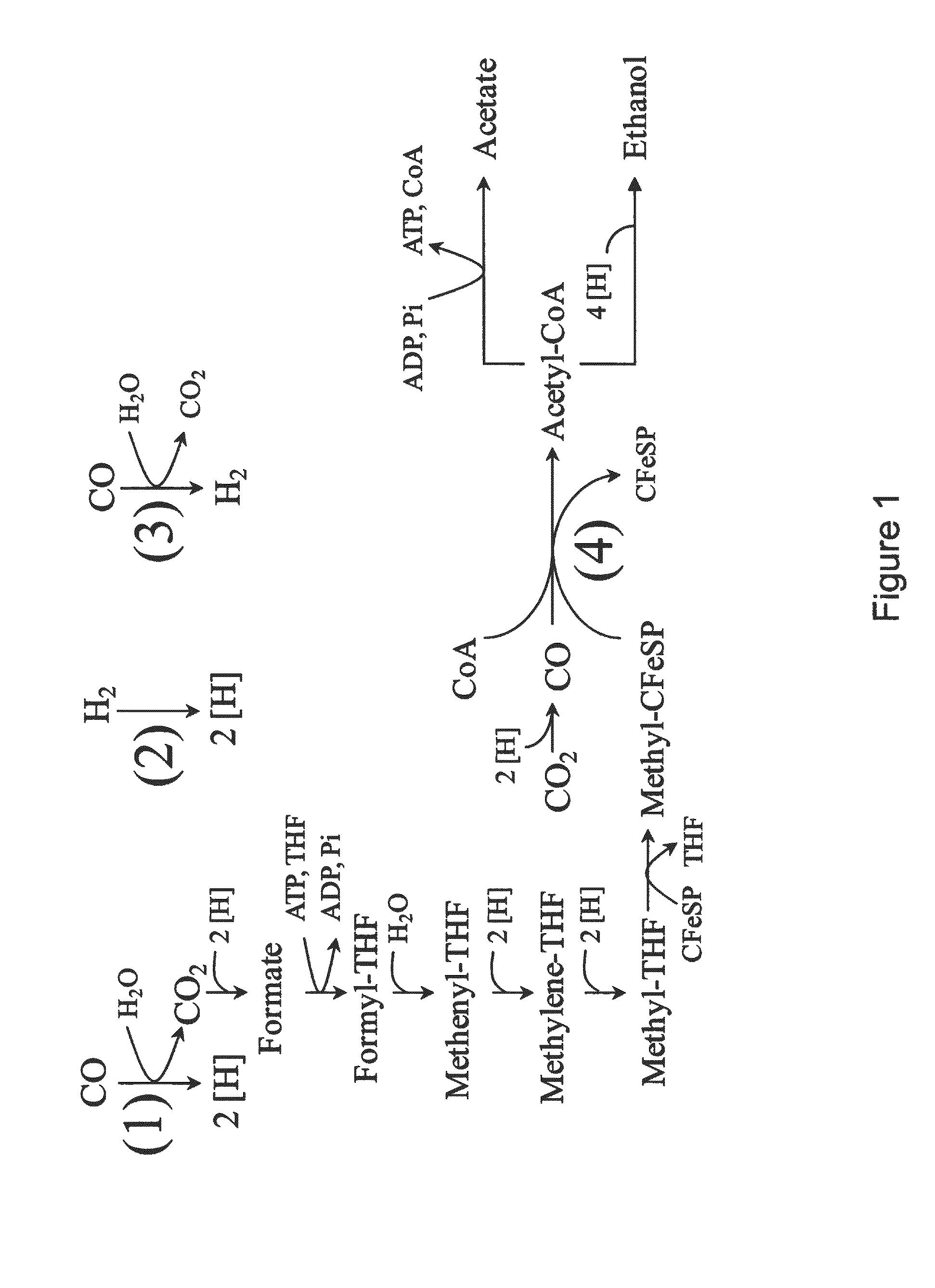 Microorganisms and methods for conversion of syngas and other carbon sources to useful products