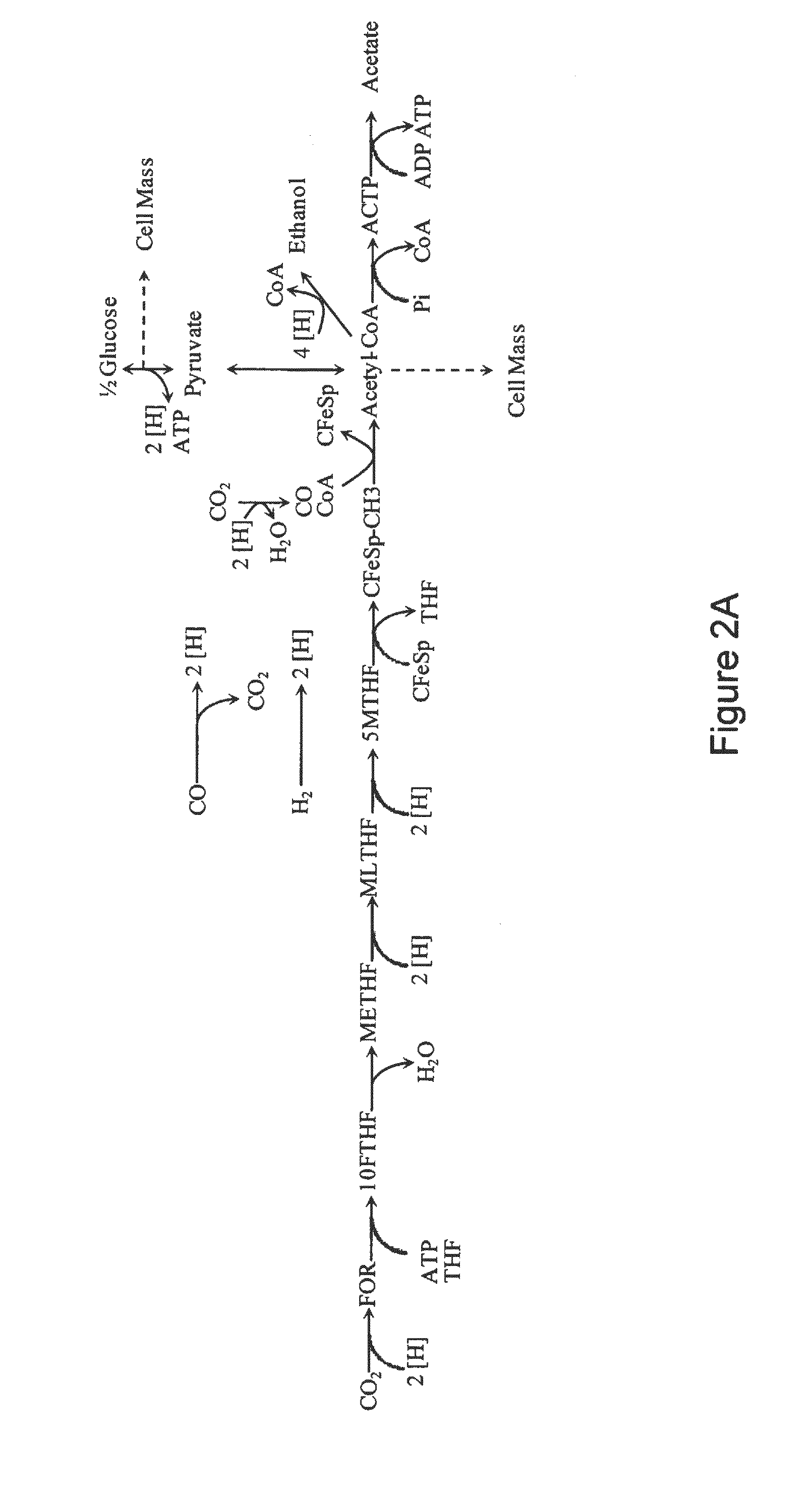 Microorganisms and methods for conversion of syngas and other carbon sources to useful products