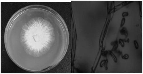 Myceliophthora thermophila as well as solid-state fermentation method and application thereof
