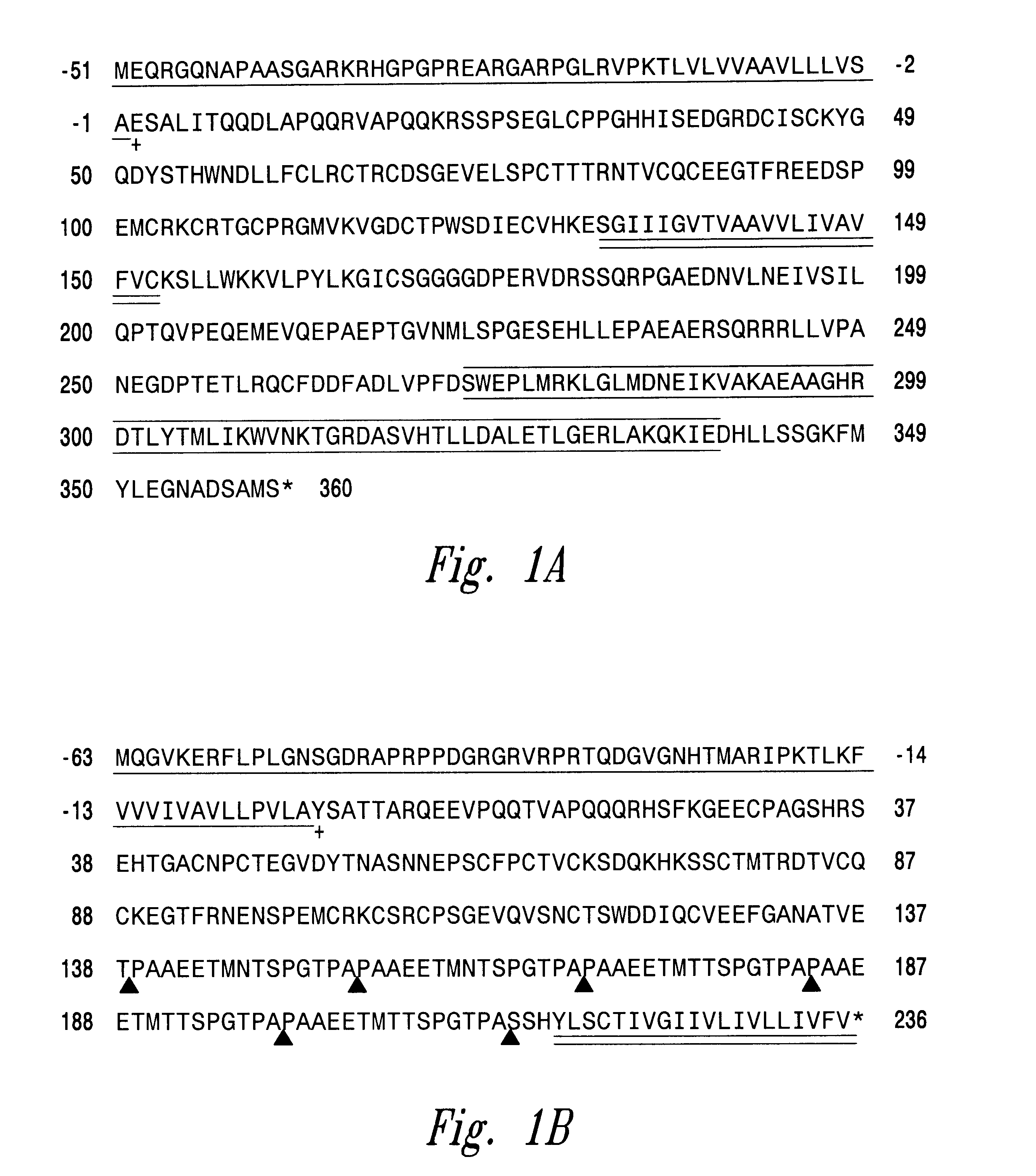 Trail receptors, nucleic acids encoding the same, and methods of use thereof