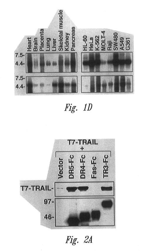 Trail receptors, nucleic acids encoding the same, and methods of use thereof