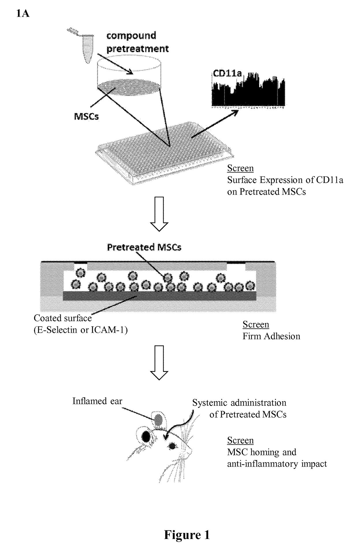 Methods and compositions for improving homing of cells including mesenchymal stem cells