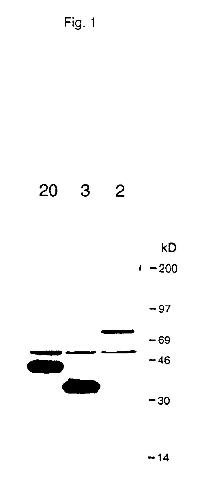 TNF receptor death domain ligand proteins and inhibitors of ligand binding