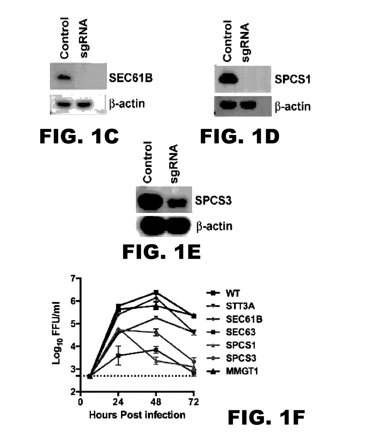 Methods of inhibiting viral replication comprising the signal peptidase complex