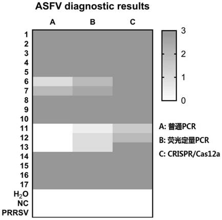 A method and application for rapid and accurate detection of African swine fever virus based on CRISPR/Cas12a