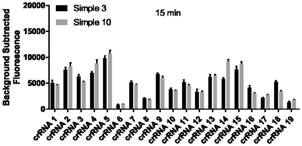 A method and application for rapid and accurate detection of African swine fever virus based on CRISPR/Cas12a