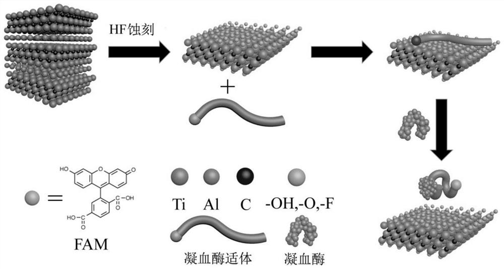 Based on ti  <sub>3</sub> c  <sub>2</sub> Thrombin aptamer sensor and preparation method thereof