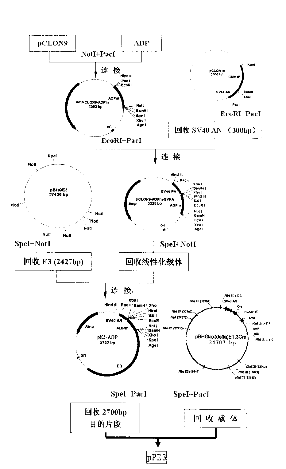 Recombinant adenovirus vector for efficiently inducing pluripotent stem cell (PS cell), method for inducing PS cell by using recombinant adenovirus vector and usage of recombinant adenovirus vector