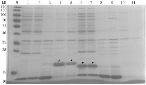 Recombined bursicon protein for facilitating increase of caridina antimicrobial peptide and application thereof