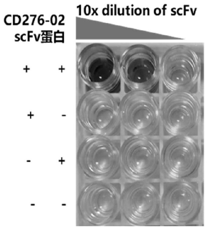 A preparation method and application of fully human CAR-T cells targeting CD276