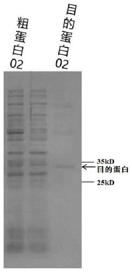 A preparation method and application of fully human CAR-T cells targeting CD276