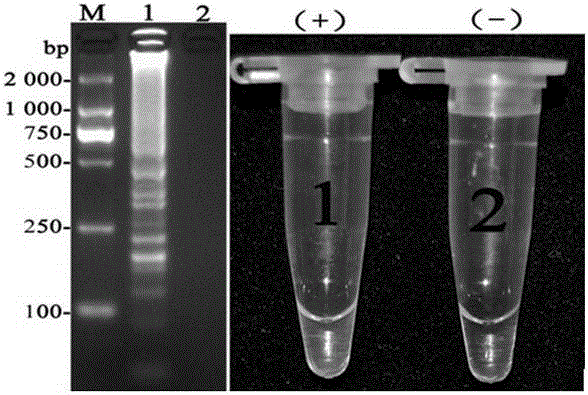 Anoectochilus formosanus anthracnose LAMP detection primer and visible detection method thereof