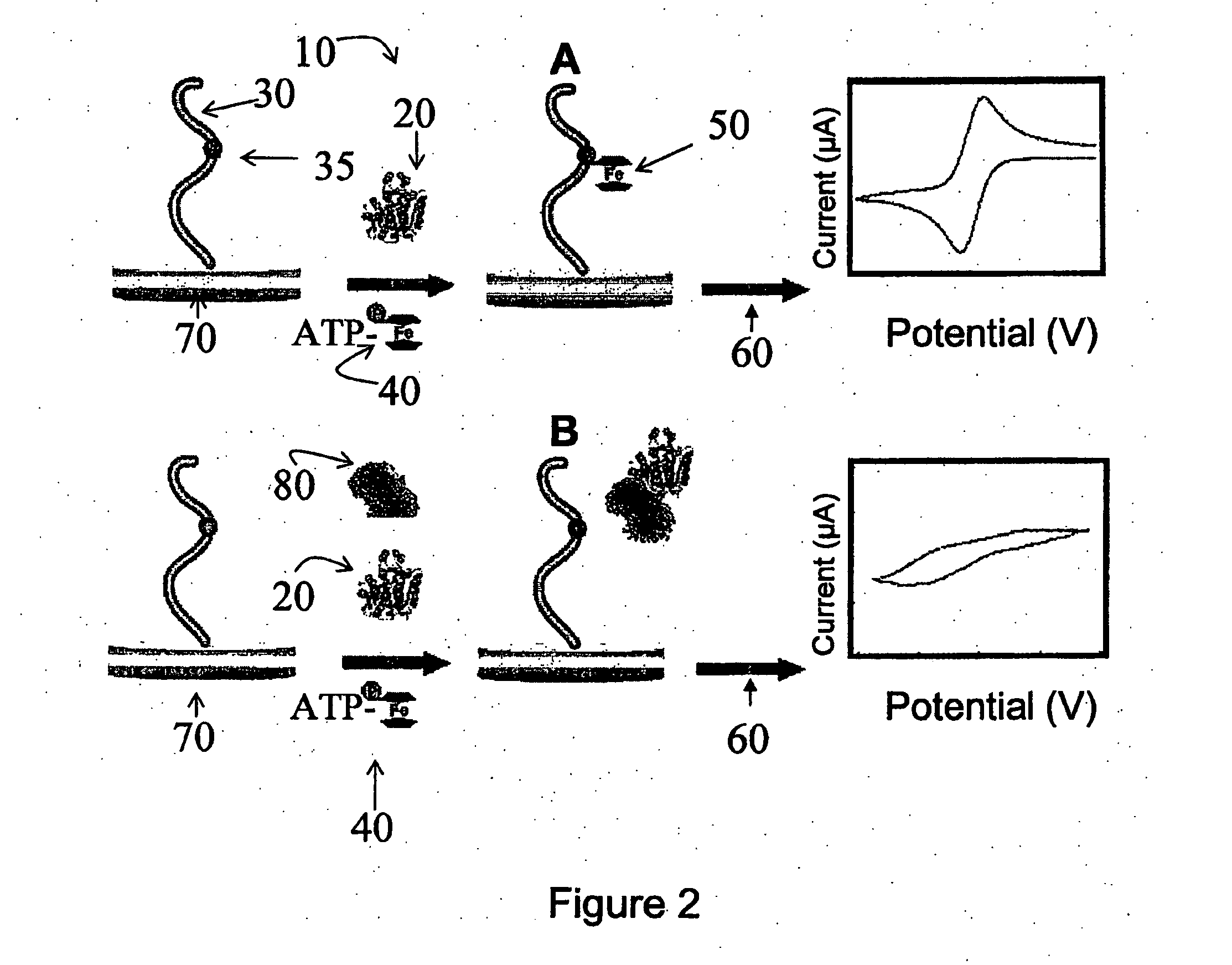 Nucleotide triphosphate with an electroactive label conjugated to the gamma phosphate