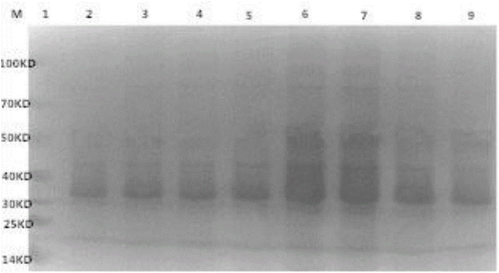 Chinese bee cysticercus virus structure protein VP2 gene prokaryotic expression used for egg yolk antibody preparation