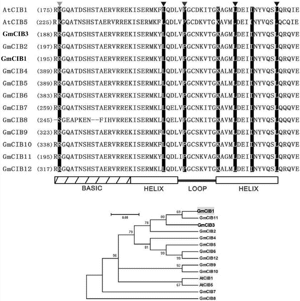 Soybean gene GmCIB1and gene GmCRY2 and application thereof for regulating and controlling flowering and aging