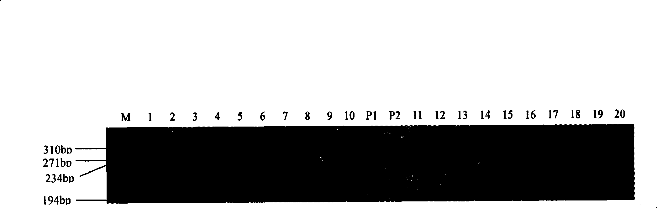 Method for appraising rice fragrance and fragrance character coseparation molecule mark