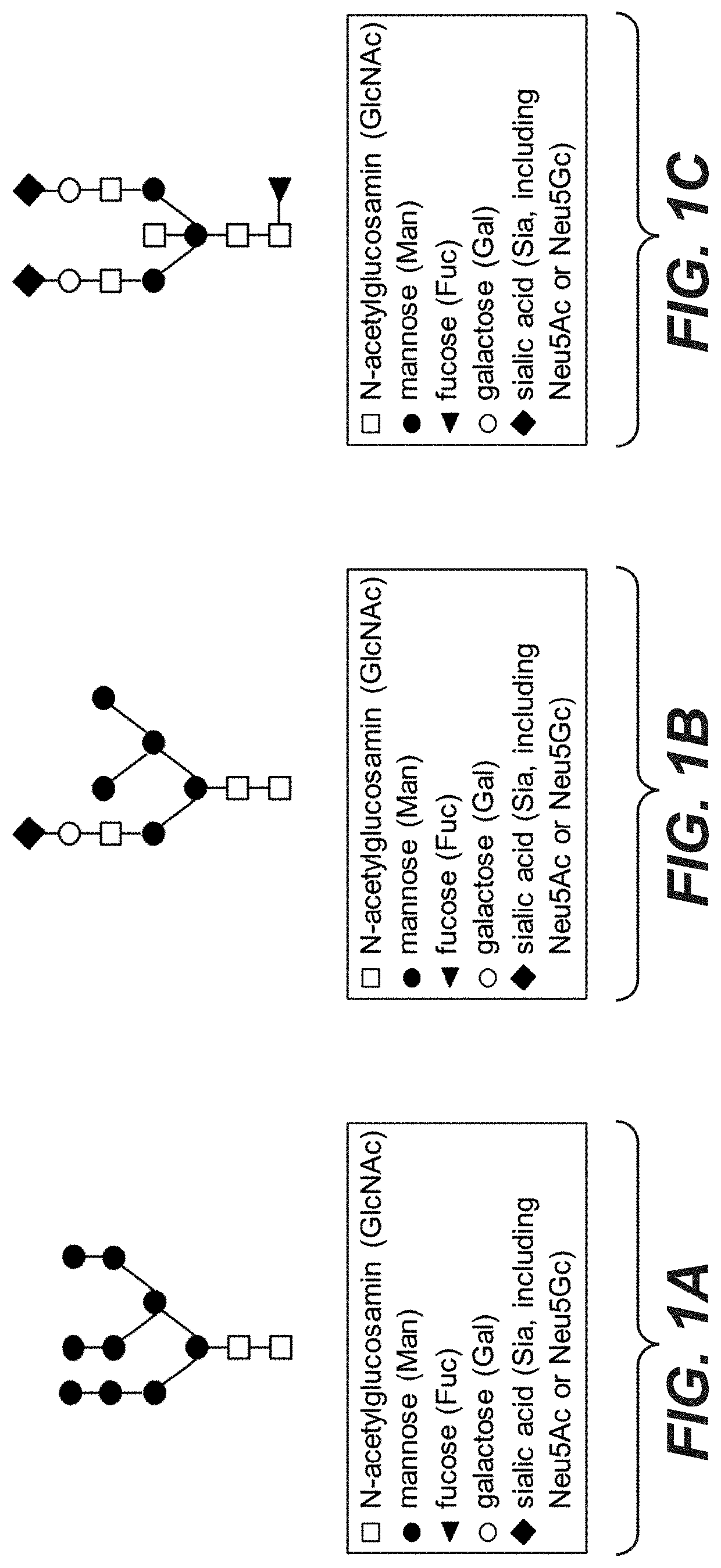 Galactoengineered immunoglobulin 1 antibodies