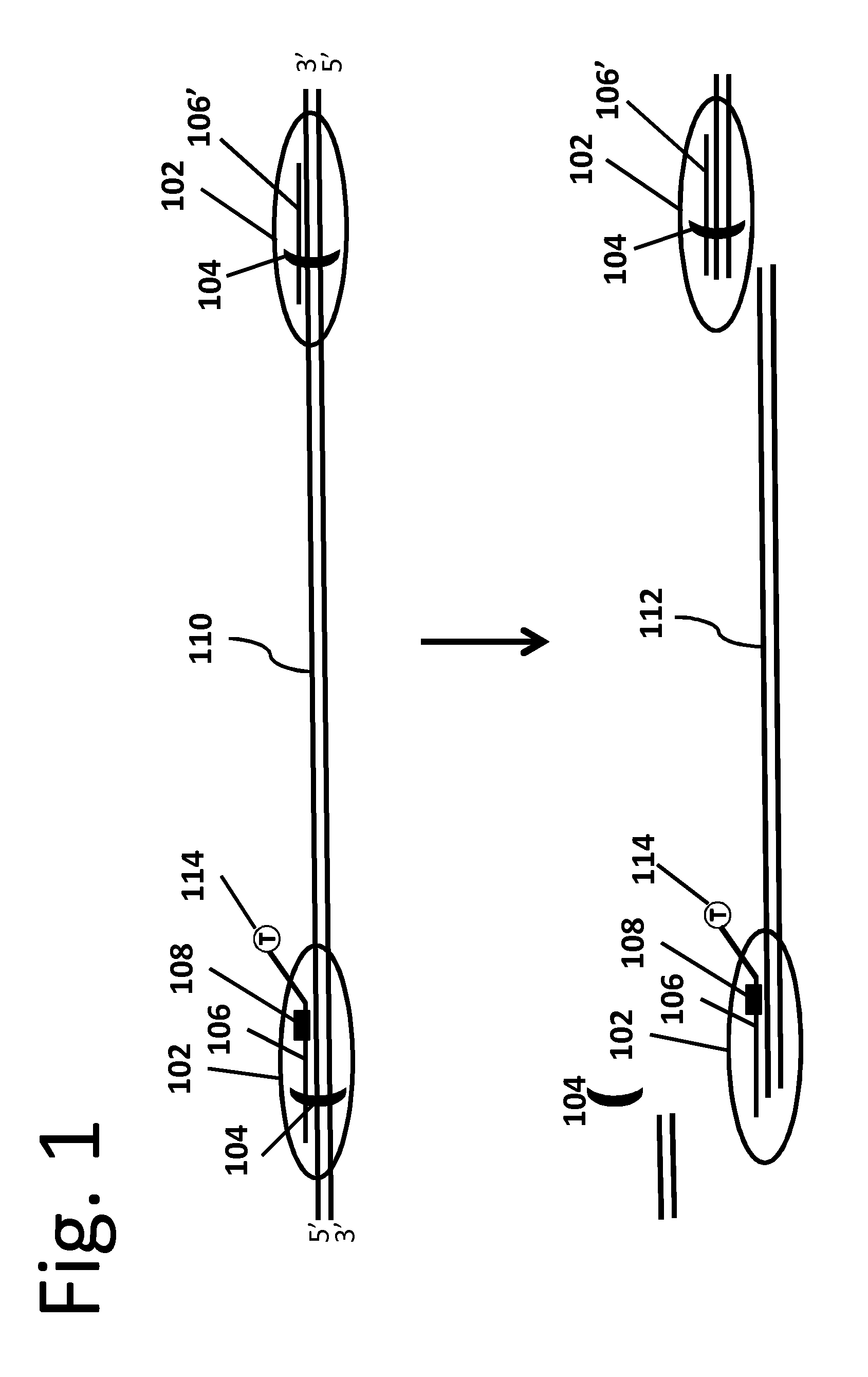 Method, composition, and reagent kit for targeted genomic enrichment