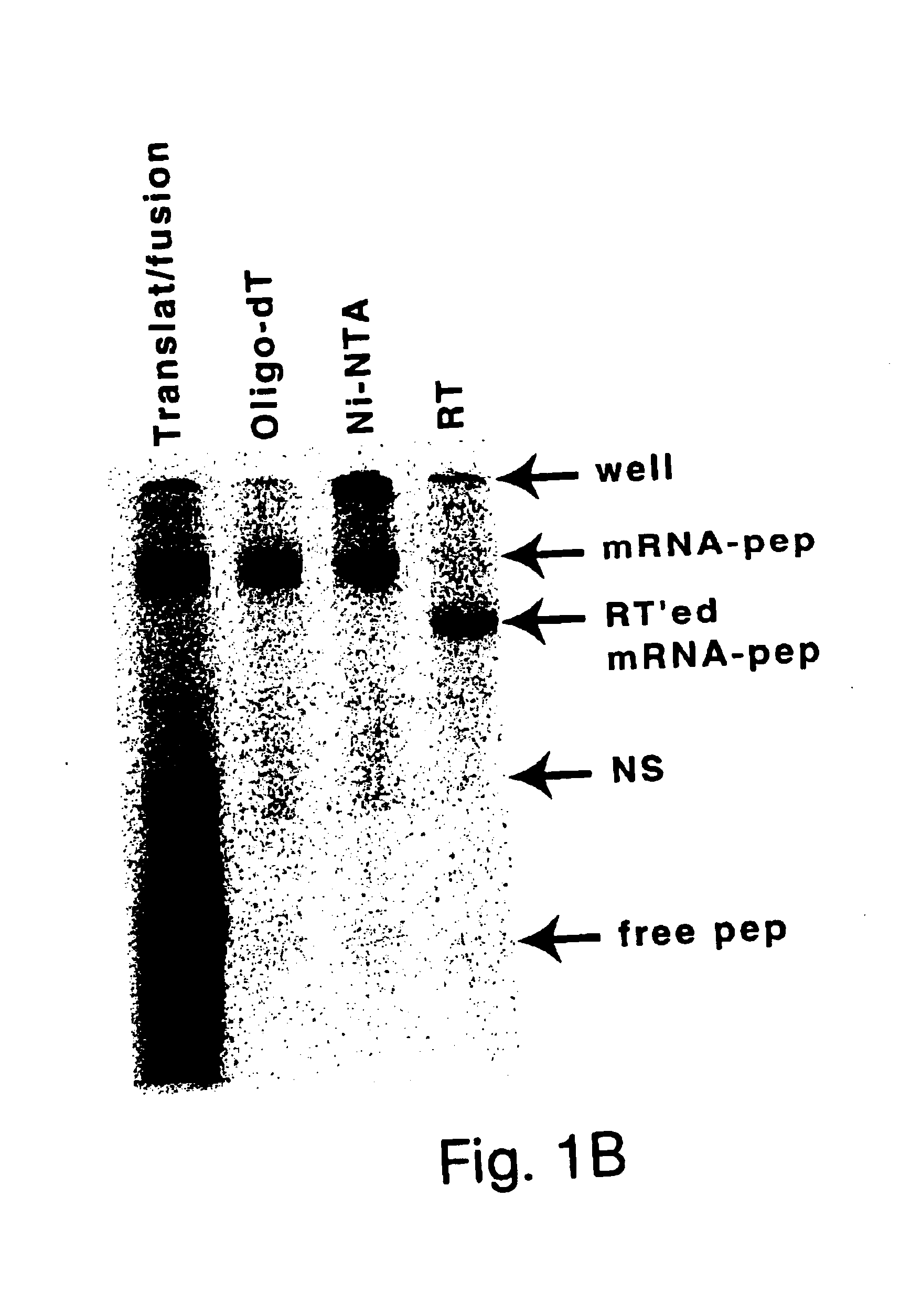 Streptavidin-binding peptides and uses thereof