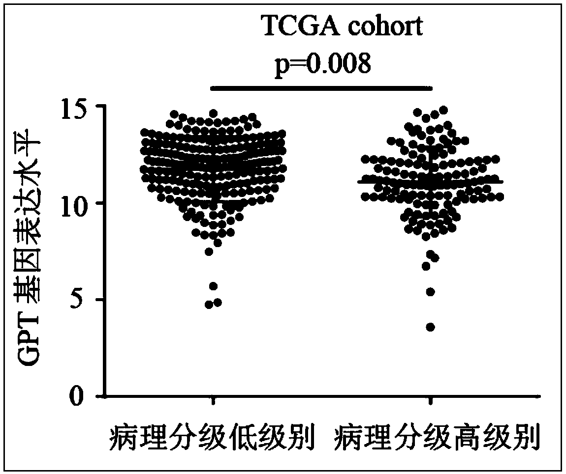 Human liver cancer marker and application thereof