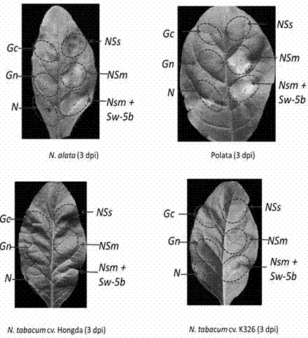 Method for identifying tobacco resistance by use of tomato spotted wilt virus NSm gene