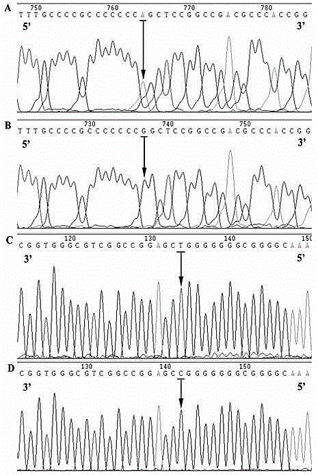 Hypertension susceptibility relevant gene variation locus and detecting method thereof