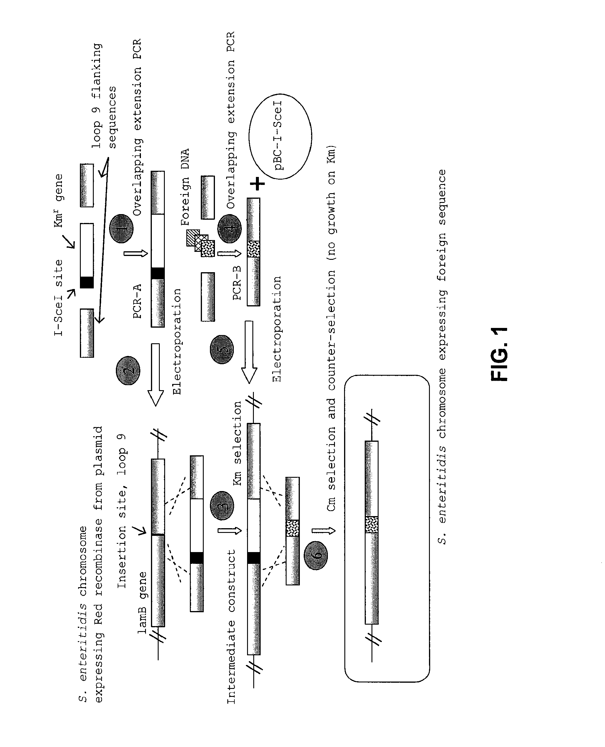 Compositions and methods of enhancing immune responses to <i>Eimeria</i>
