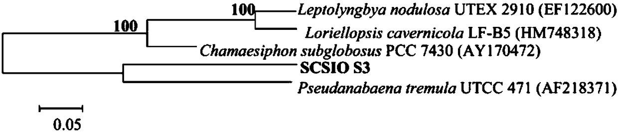 A strain of pseudoantaba scsio S3 and its application