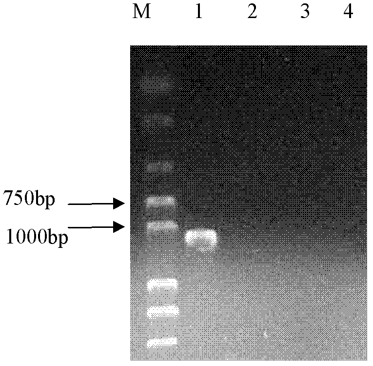 PCR(Polymerase Chain Reaction) primers and method for identifying mycobacterium bovis